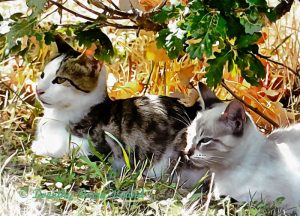 Three Lost Kittens