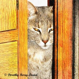 cat looking through doorway